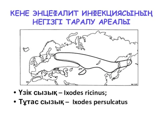 КЕНЕ ЭНЦЕФАЛИТ ИНФЕКЦИЯСЫНЫҢ НЕГІЗГІ ТАРАЛУ АРЕАЛЫ Үзік сызық – Ixodes ricinus; Тұтас сызық – Ixodes persulcatus