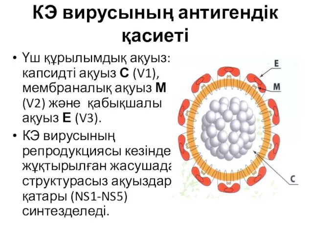 КЭ вирусының антигендік қасиеті Үш құрылымдық ақуыз: капсидті ақуыз С (V1),