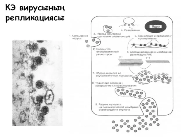 КЭ вирусының репликациясы