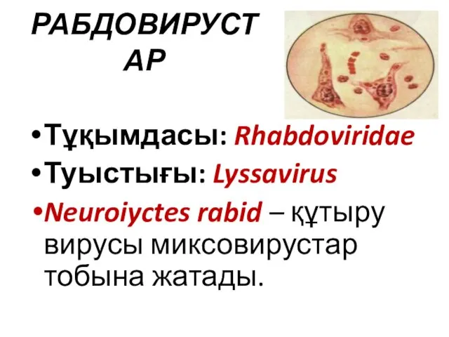 РАБДОВИРУСТАР Тұқымдасы: Rhabdoviridae Туыстығы: Lyssavirus Neuroiyctes rabid – құтыру вирусы миксовирустар тобына жатады.