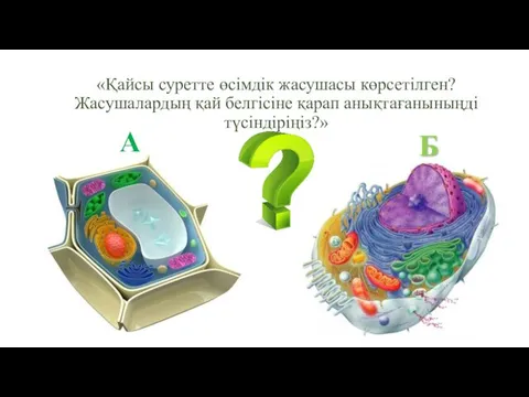 Б А «Қайсы суретте өсімдік жасушасы көрсетілген? Жасушалардың қай белгісіне қарап анықтағаныныңді түсіндіріңіз?»