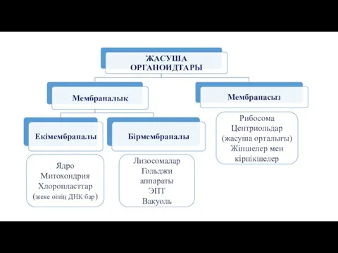 Ядро Митохондрия Хлоропласттар (жеке өінің ДНК бар) Лизосомалар Гольджи аппараты ЭПТ