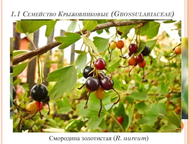 1.1 Семейство Крыжовниковые (Grossulariaceae) Смородина золотистая (R. aureum)