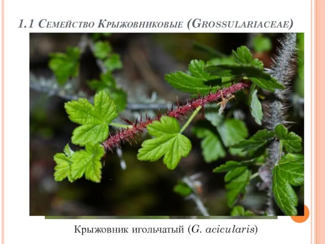 1.1 Семейство Крыжовниковые (Grossulariaceae) Крыжовник игольчатый (G. acicularis)
