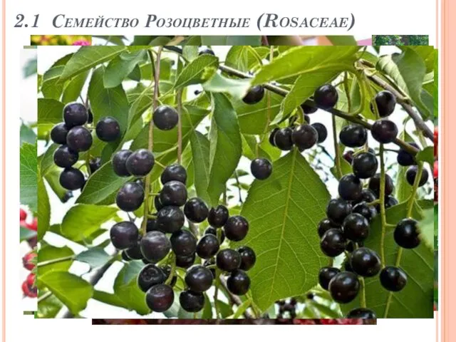 2.1 Семейство Розоцветные (Rosaceae)