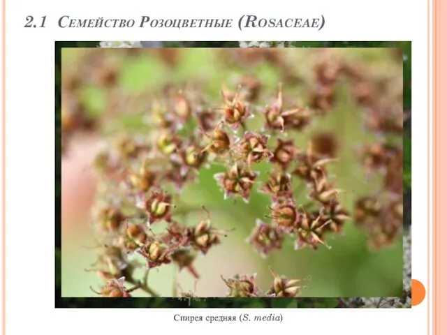 2.1 Семейство Розоцветные (Rosaceae) Спирея средняя (S. media)