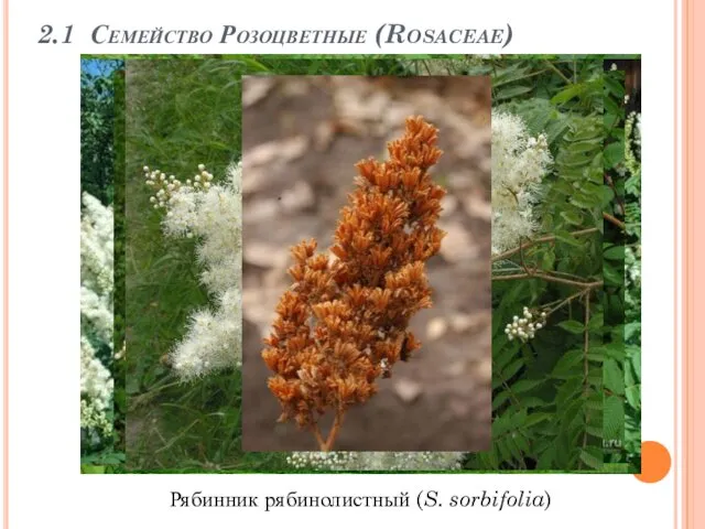 2.1 Семейство Розоцветные (Rosaceae) Рябинник рябинолистный (S. sorbifolia)