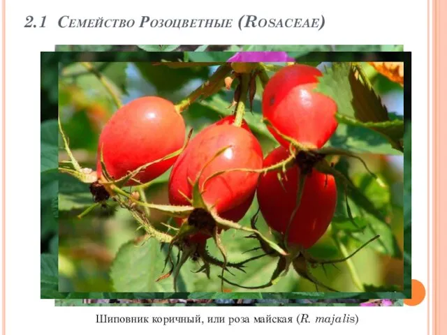 2.1 Семейство Розоцветные (Rosaceae) Шиповник коричный, или роза майская (R. majalis)