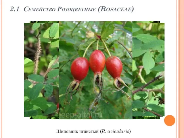 2.1 Семейство Розоцветные (Rosaceae) Шиповник иглистый (R. acicularis)