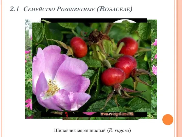 2.1 Семейство Розоцветные (Rosaceae) Шиповник морщинистый (R. rugosa)