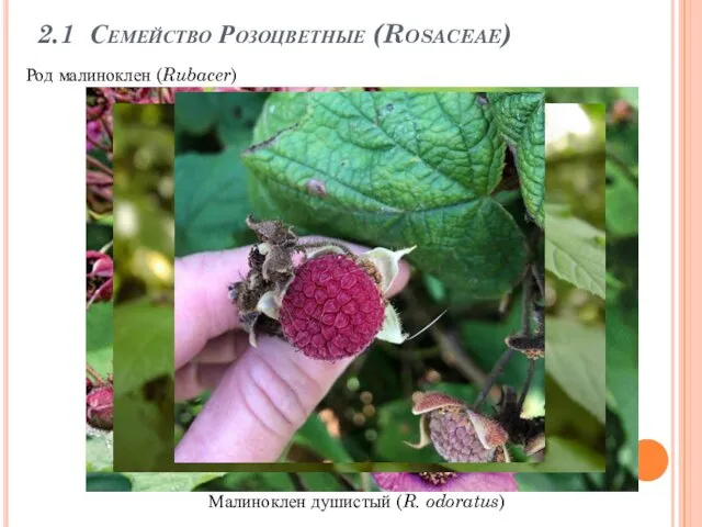 2.1 Семейство Розоцветные (Rosaceae) Малиноклен душистый (R. odoratus) Род малиноклен (Rubacer)