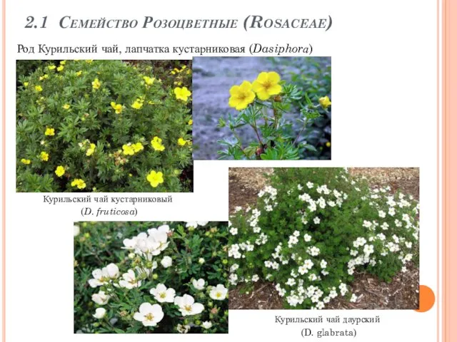 2.1 Семейство Розоцветные (Rosaceae) Курильский чай кустарниковый (D. fruticosa) Род Курильский