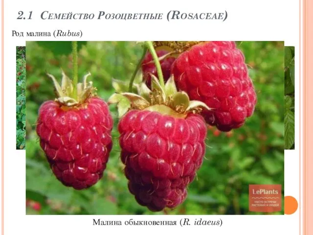 2.1 Семейство Розоцветные (Rosaceae) Род малина (Rubus) Малина обыкновенная (R. idaeus)