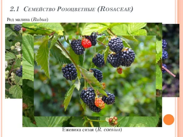 2.1 Семейство Розоцветные (Rosaceae) Род малина (Rubus) Ежевика сизая (R. caesius)