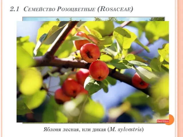 2.1 Семейство Розоцветные (Rosaceae) Яблоня лесная, или дикая (M. sylvestris)