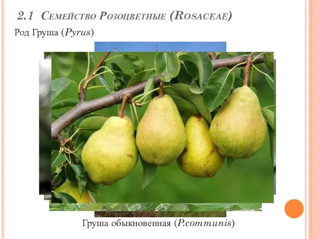 2.1 Семейство Розоцветные (Rosaceae) Род Груша (Pyrus) Груша обыкновенная (P.communis)