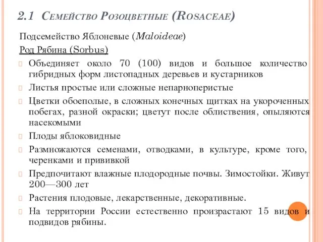 2.1 Семейство Розоцветные (Rosaceae) Подсемейство Яблоневые (Maloideae) Род Рябина (Sorbus) Объединяет