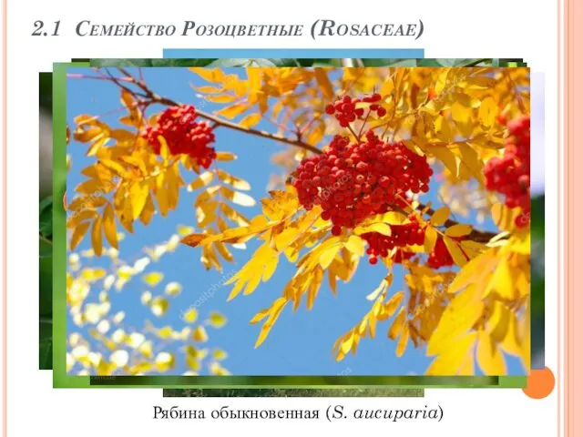 2.1 Семейство Розоцветные (Rosaceae) Рябина обыкновенная (S. aucuparia)