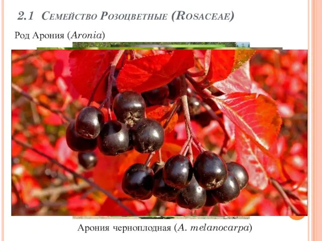 2.1 Семейство Розоцветные (Rosaceae) Род Арония (Aronia) Арония черноплодная (A. melanocarpa)
