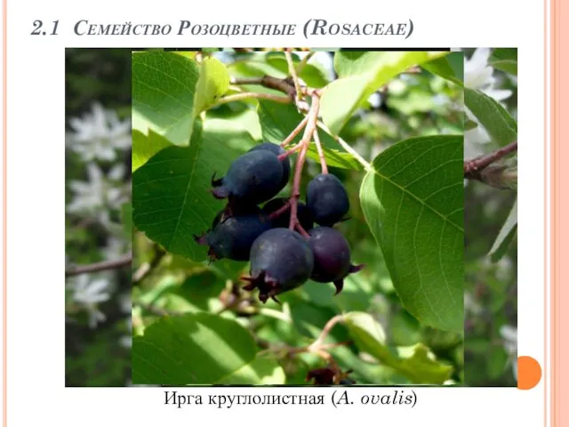 2.1 Семейство Розоцветные (Rosaceae) Ирга круглолистная (A. ovalis)