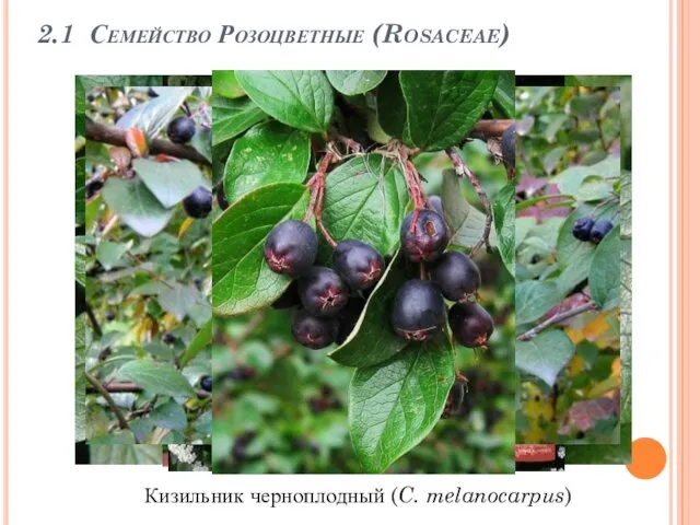 2.1 Семейство Розоцветные (Rosaceae) Кизильник черноплодный (C. melanocarpus)