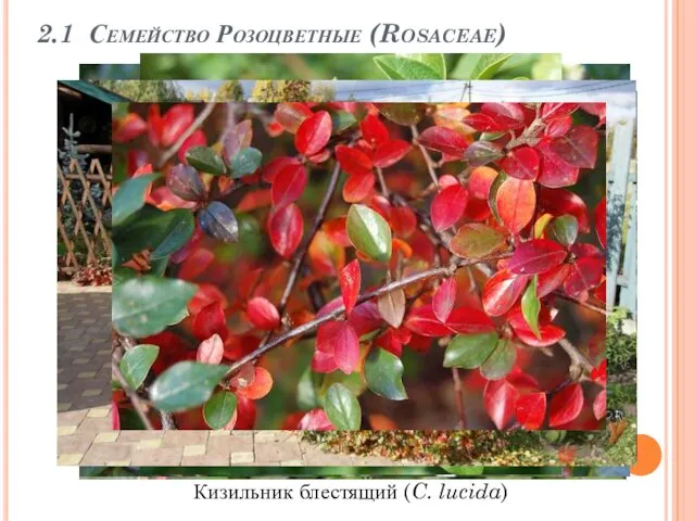 2.1 Семейство Розоцветные (Rosaceae) Кизильник блестящий (C. lucida)