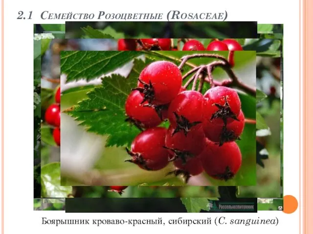 2.1 Семейство Розоцветные (Rosaceae) Боярышник кроваво-красный, сибирский (C. sanguinea)