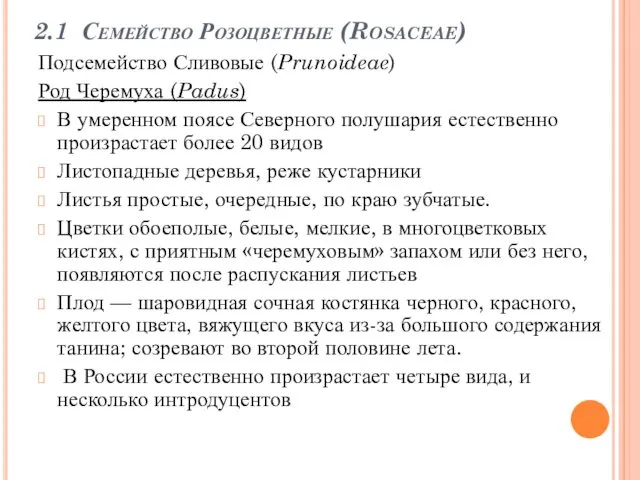 2.1 Семейство Розоцветные (Rosaceae) Подсемейство Сливовые (Prunoideae) Род Черемуха (Padus) В