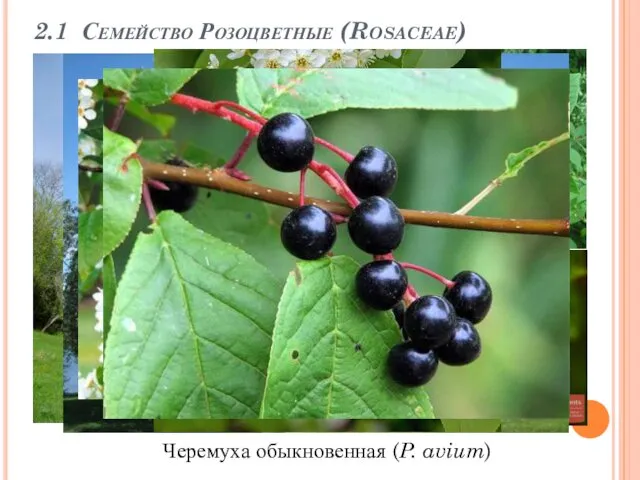 2.1 Семейство Розоцветные (Rosaceae) Черемуха обыкновенная (P. avium)