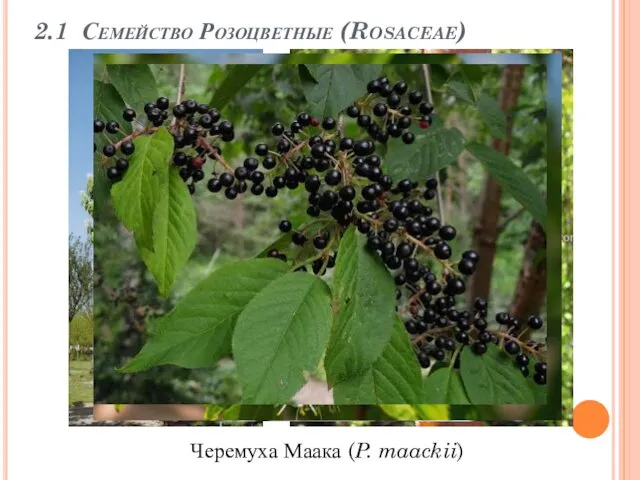 2.1 Семейство Розоцветные (Rosaceae) Черемуха Маака (P. maackii)