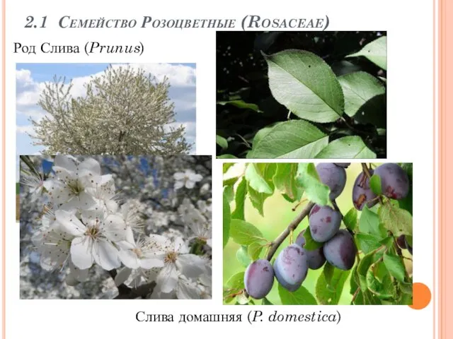 2.1 Семейство Розоцветные (Rosaceae) Слива домашняя (P. domestica) Род Слива (Prunus)