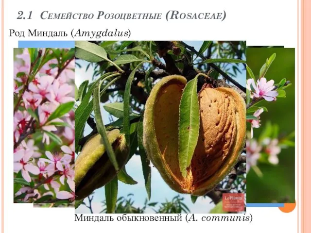 2.1 Семейство Розоцветные (Rosaceae) Миндаль обыкновенный (A. communis) Род Миндаль (Amygdalus)