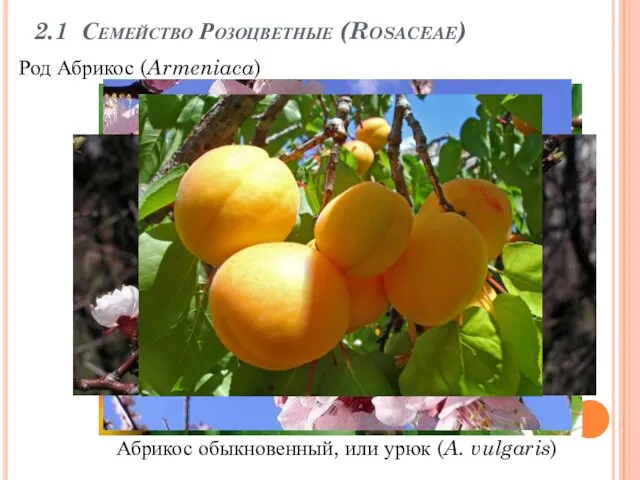 2.1 Семейство Розоцветные (Rosaceae) Абрикос обыкновенный, или урюк (A. vulgaris) Род Абрикос (Armeniaca)