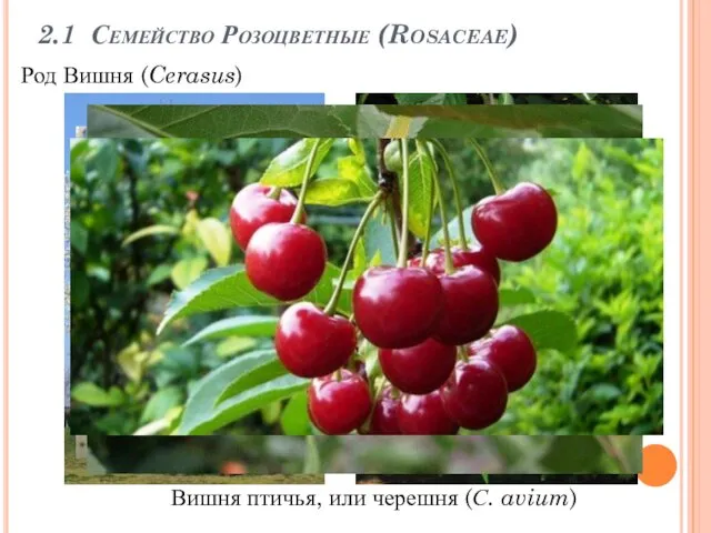 2.1 Семейство Розоцветные (Rosaceae) Вишня птичья, или черешня (С. avium) Род Вишня (Cerasus)