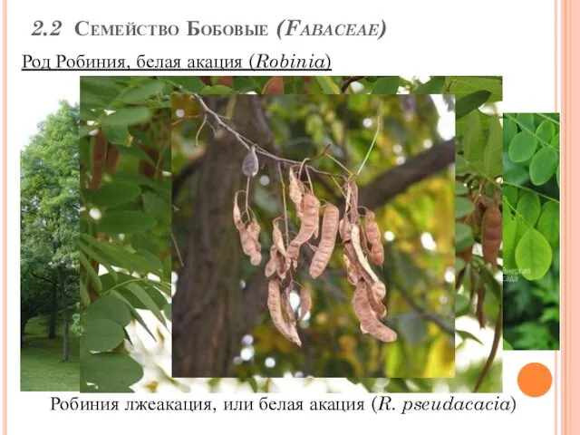 2.2 Семейство Бобовые (Fabaceae) Род Робиния, белая акация (Robinia) Робиния лжеакация, или белая акация (R. pseudacacia)