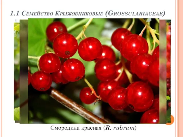 1.1 Семейство Крыжовниковые (Grossulariaceae) Смородина красная (R. rubrum)