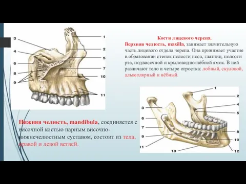 Кости лицевого черепа. Верхняя челюсть, maxilla, занимает значительную часть лицевого отдела