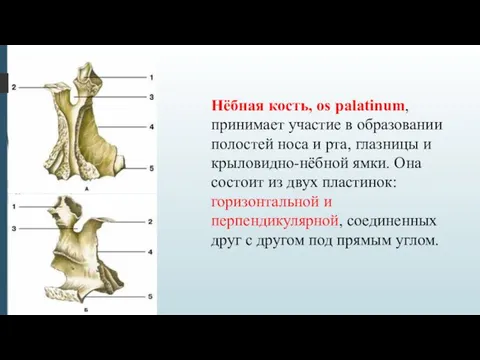 Нёбная кость, os palatinum, принимает участие в образовании полостей носа и