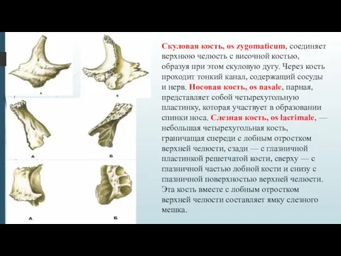 Скуловая кость, os zygomaticum, соединяет верхнюю челюсть с височной костью, образуя