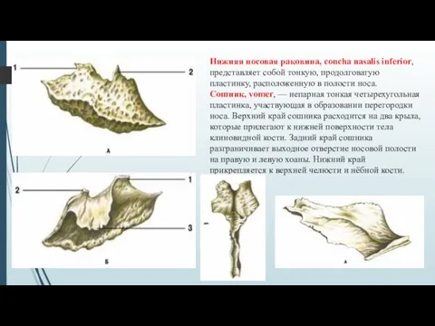 Нижняя носовая раковина, concha nasalis inferior, представляет собой тонкую, продолговатую пластинку,