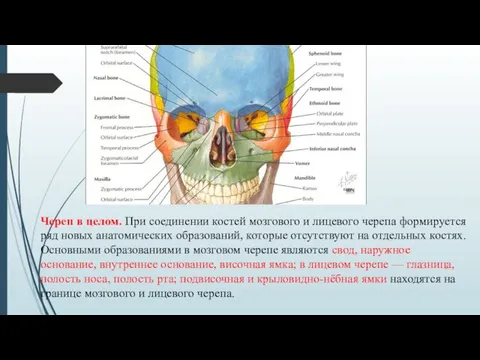 Череп в целом. При соединении костей мозгового и лицевого черепа формируется