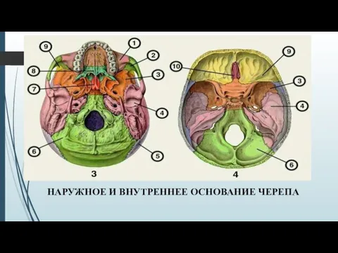 НАРУЖНОЕ И ВНУТРЕННЕЕ ОСНОВАНИЕ ЧЕРЕПА