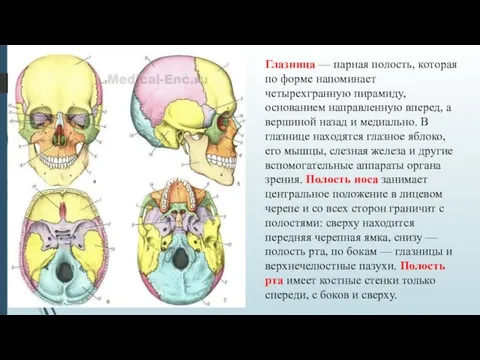 Глазница — парная полость, которая по форме напоминает четырехгранную пирамиду, основанием