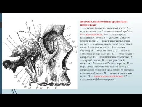 Височная, подвисочная и крыловидно-нёбная ямки: 1 — скуловой отросток височной кости;