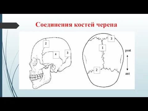 Соединения костей черепа