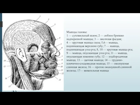 Мышцы головы: 1 — сухожильный шлем; 2 — лобное брюшко надчерепной