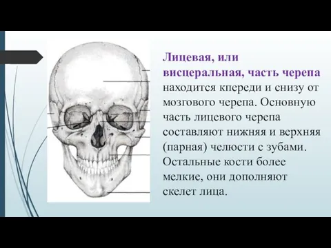 Лицевая, или висцеральная, часть черепа находится кпереди и снизу от мозгового