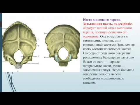 Кости мозгового черепа. Затылочная кость, os occipitale, образует задний отдел мозгового