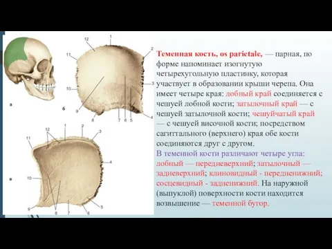 Теменная кость, os parietale, — парная, по форме напоминает изогнутую четырехугольную