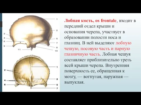 Лобная кость, os frontale, входит в передний отдел крыши и основания